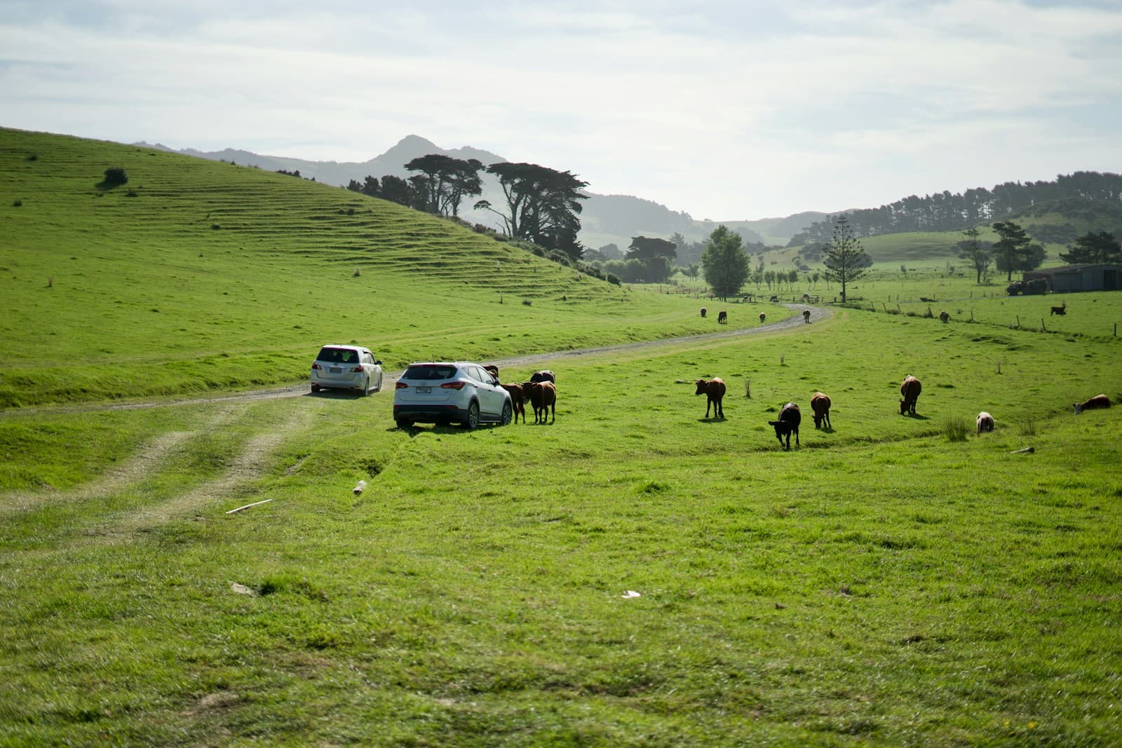 A vehicle on a rural road through green Waikato farmland with grazing cattle